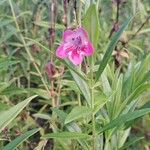 Penstemon barbatus Hoja