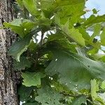 Quercus macrocarpa Frunză