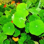 Tropaeolum majus Habit