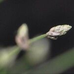 Isolepis cernua Flower