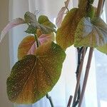 Begonia coccinea Hook.Hoja