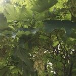 Acer pseudoplatanus Лист