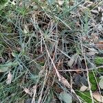 Dianthus graniticus Fuelha