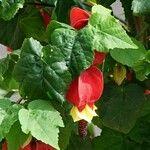 Abutilon megapotamicum Květ