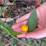 Eustrephus latifolius Ovoce