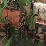 Monstera deliciosaЛист