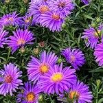 Symphyotrichum dumosum Flower