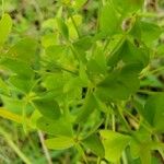 Oxalis dillenii Blatt