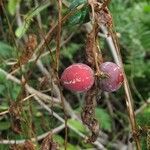 Diplocyclos palmatus Fruit