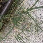 Cynodon dactylon Leaf
