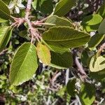 Amelanchier utahensis Leaf