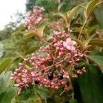 Miconia xalapensis Květ