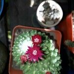 Mammillaria polythele Flower
