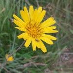 Tragopogon orientalis Bloem