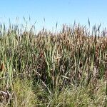 Typha orientalis Habit