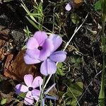 Dianthus pungens Blüte