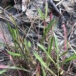 Aetheorhiza bulbosa Leaf