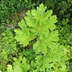 Heracleum sosnowskyi List