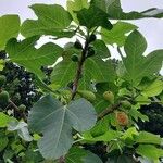 Ficus carica Frutto
