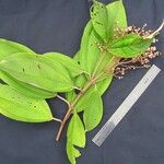 Miconia punctata Arall
