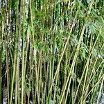 Phyllostachys reticulata Tervik taim