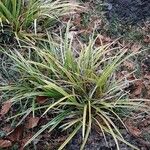 Carex morrowii 形態