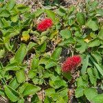 Acalypha herzogiana Habitus