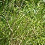 Scleria secans Лист