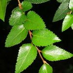 Nothofagus nitida その他の提案