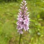 Dactylorhiza fuchsiiKvet