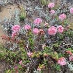 Eriogonum parvifolium Flor