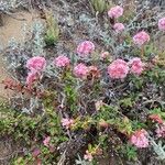 Eriogonum parvifolium Квітка