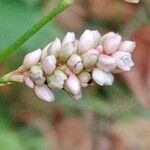 Persicaria maculosa Flower