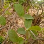 Phyllanthus reticulatus Blatt