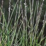 Nardus stricta Лист