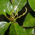Croton schiedeanus आदत