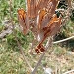 Aloe zebrina ഫലം