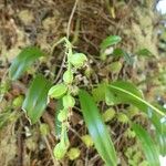 Bulbophyllum incurvum Frutto