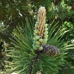 Pinus mugo പുഷ്പം