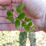 Ligustrum sinenseBlad