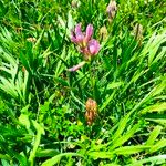 Trifolium alpinumFleur