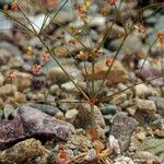 Eriogonum thomasii Habitus