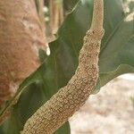 Anthurium schlechtendalii Flower