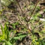 Leucanthemum monspeliense Leaf