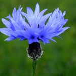 Centaurea cyanus Virág