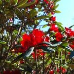 Rhododendron microgynum Flower