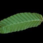 Nothofagus alpina Hoja