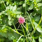 Tragopogon angustifolius Yaprak