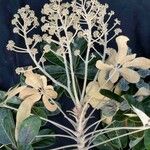 Schefflera macrocarpa Hoja