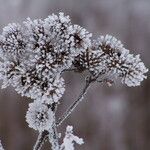 Arctium lappa Frukto